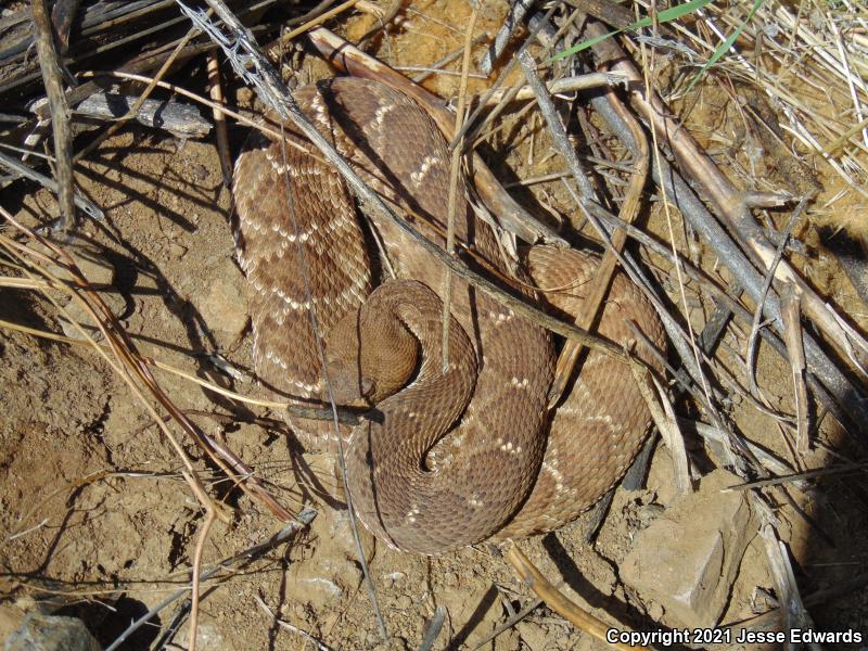 Red Diamond Rattlesnake (Crotalus ruber)