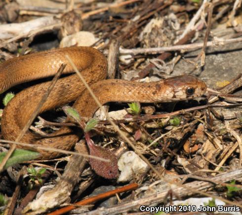 Midland Brownsnake (Storeria dekayi wrightorum)