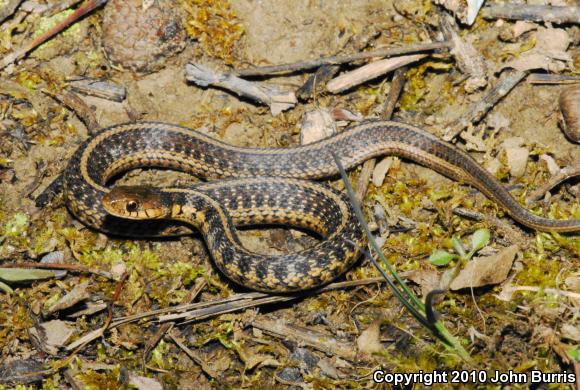 Chicago Gartersnake (Thamnophis sirtalis semifasciatus)