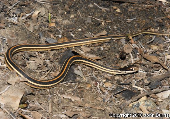 Orange-striped Ribbonsnake (Thamnophis proximus proximus)