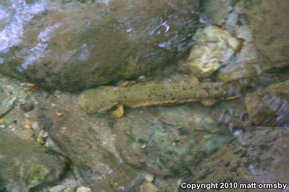 Eastern Hellbender (Cryptobranchus alleganiensis alleganiensis)