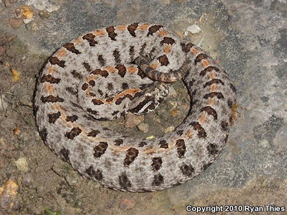 Western Pigmy Rattlesnake (Sistrurus miliarius streckeri)