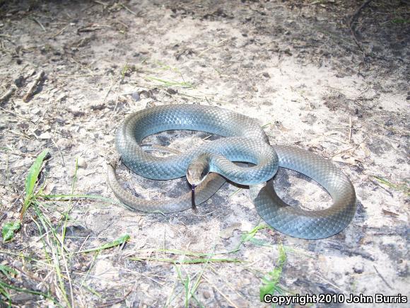 coluber constrictor foxii snakes of michigan