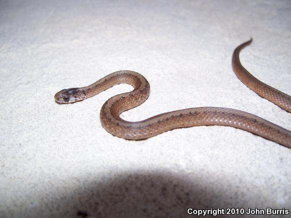 Midland Brownsnake (Storeria dekayi wrightorum)