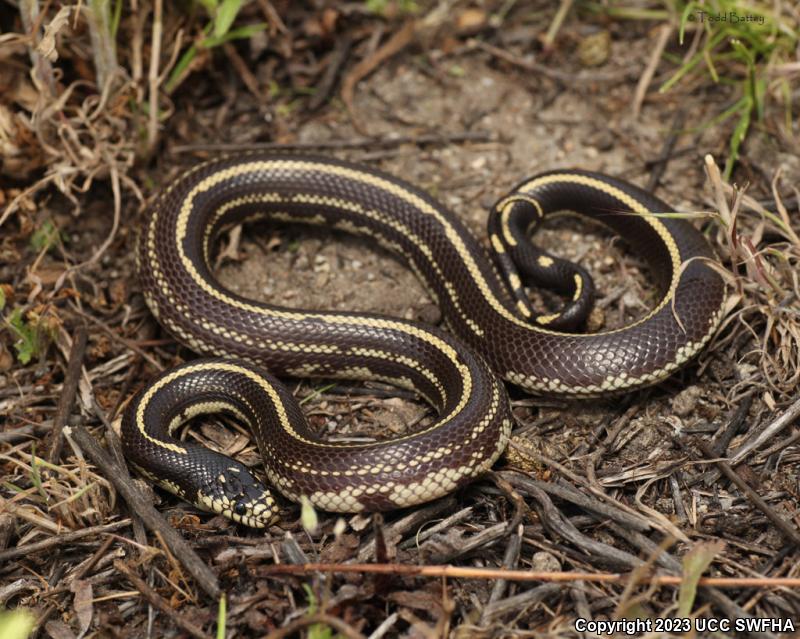 California Kingsnake (Lampropeltis getula californiae)