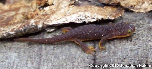 Coast Range Newt (Taricha torosa torosa)