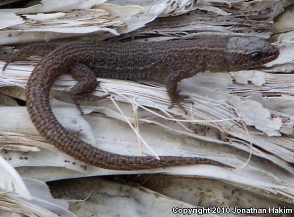 Desert Night Lizard (Xantusia vigilis vigilis)