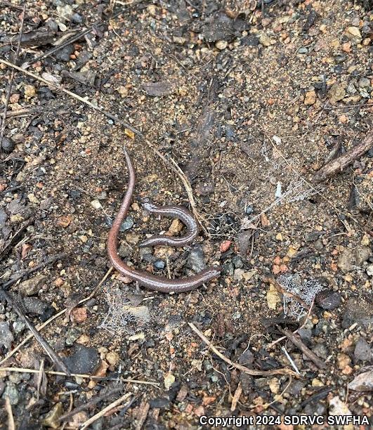 Garden Slender Salamander (Batrachoseps major major)