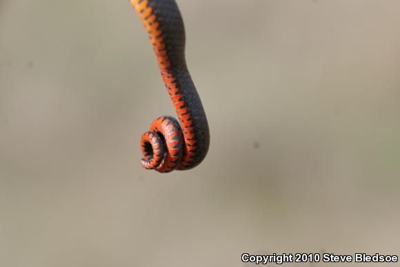 San Diego Ring-necked Snake (Diadophis punctatus similis)