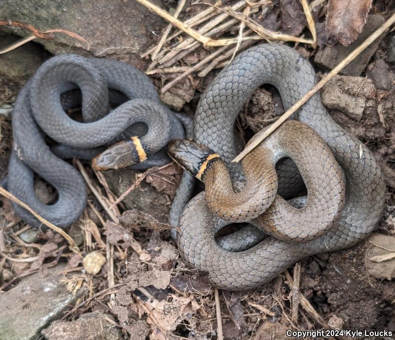 Northern Ring-necked Snake (Diadophis punctatus edwardsii)