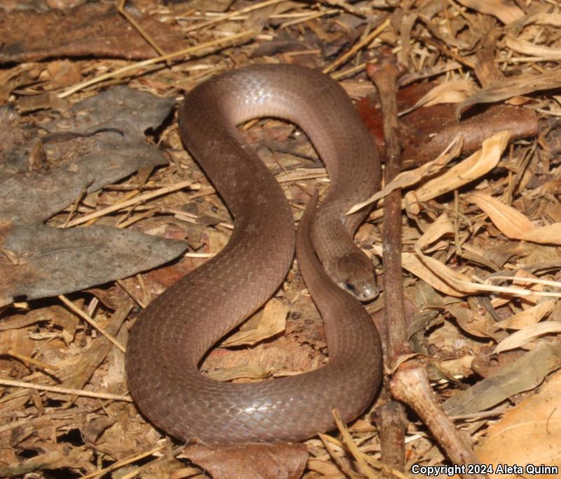 Smooth Earthsnake (Virginia valeriae)