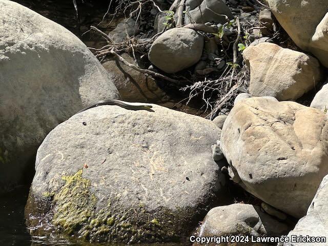 Santa Cruz Gartersnake (Thamnophis atratus atratus)