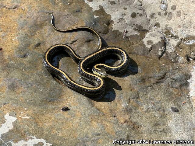 Santa Cruz Gartersnake (Thamnophis atratus atratus)