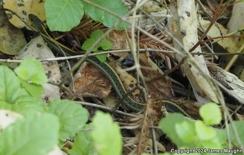 Santa Cruz Gartersnake (Thamnophis atratus atratus)