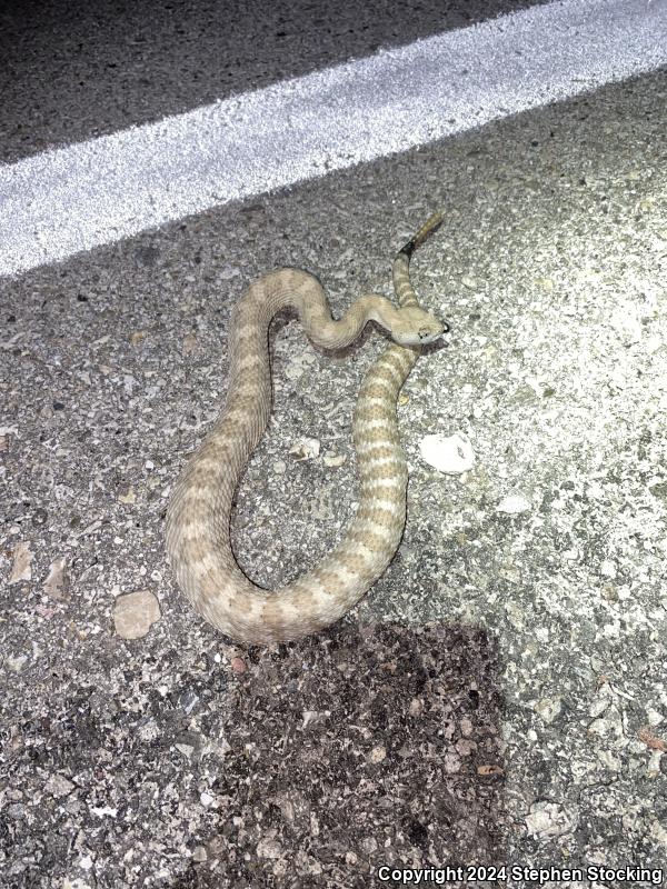 Panamint Rattlesnake (Crotalus stephensi)