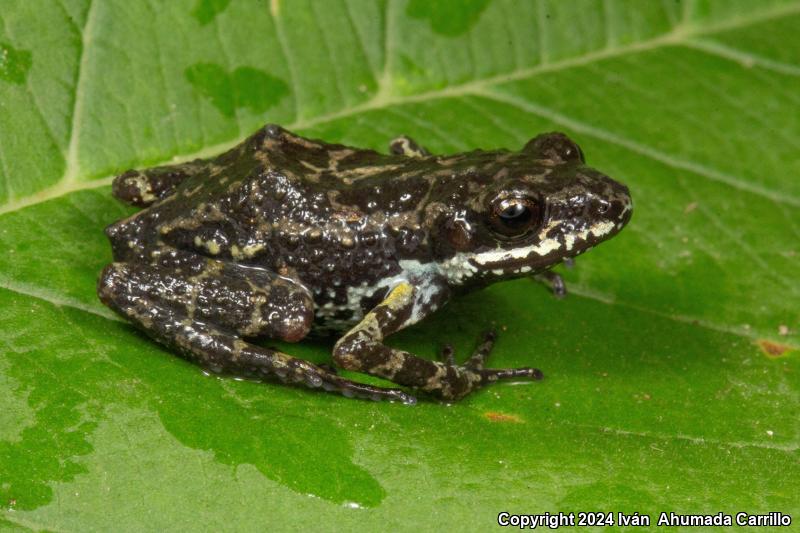 Peters's Shiny Peeping Frog (Eleutherodactylus petersi)