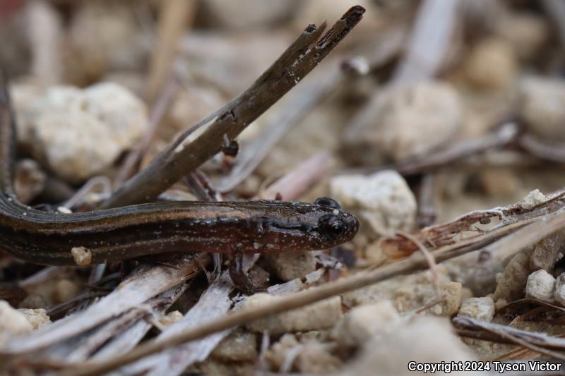 Dwarf Salamander (Eurycea quadridigitata)