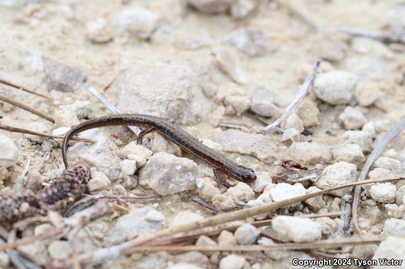 Dwarf Salamander (Eurycea quadridigitata)