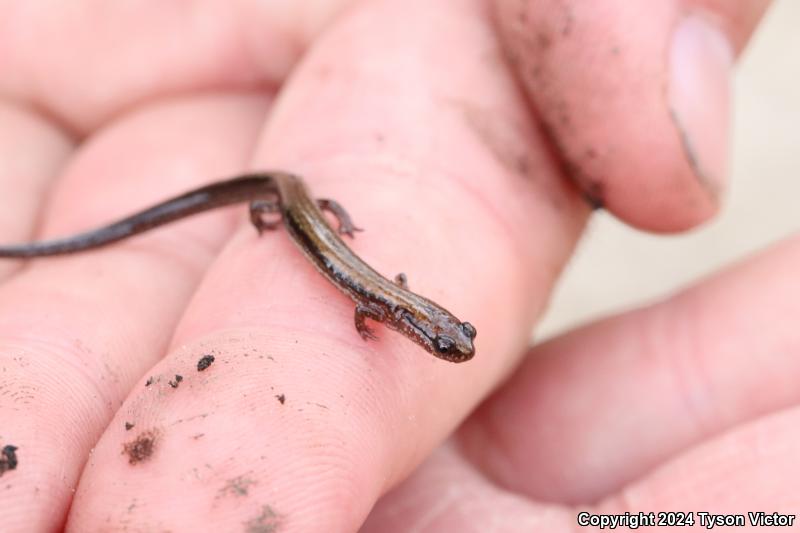 Dwarf Salamander (Eurycea quadridigitata)