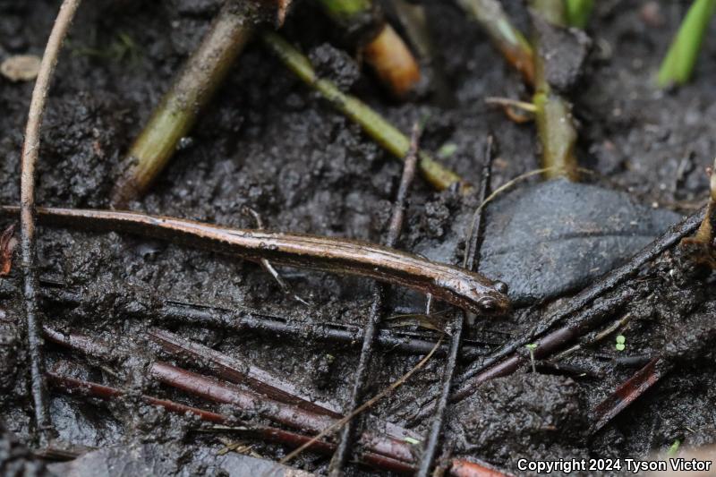 Dwarf Salamander (Eurycea quadridigitata)