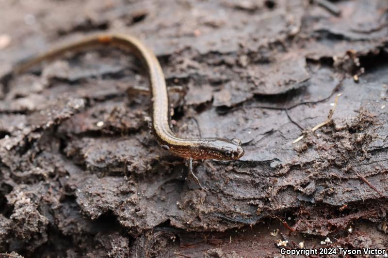 Dwarf Salamander (Eurycea quadridigitata)