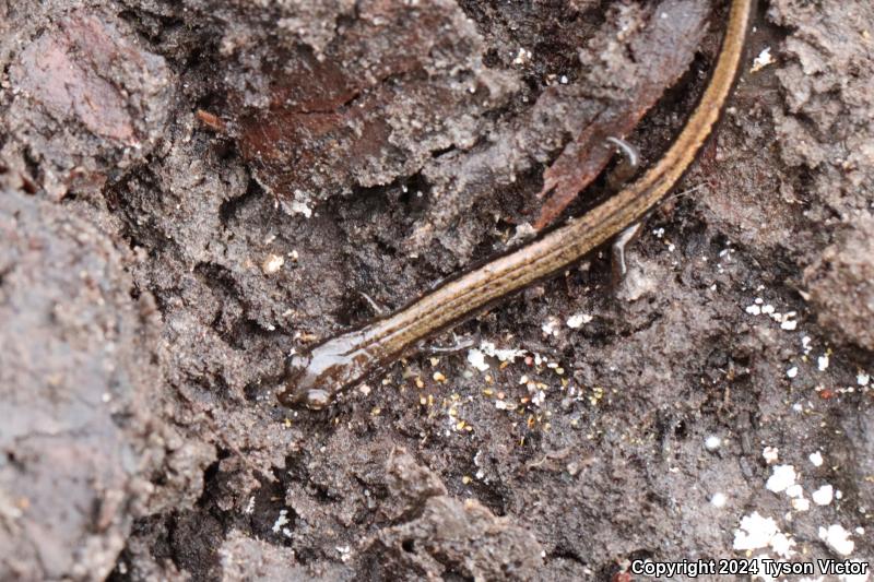 Dwarf Salamander (Eurycea quadridigitata)