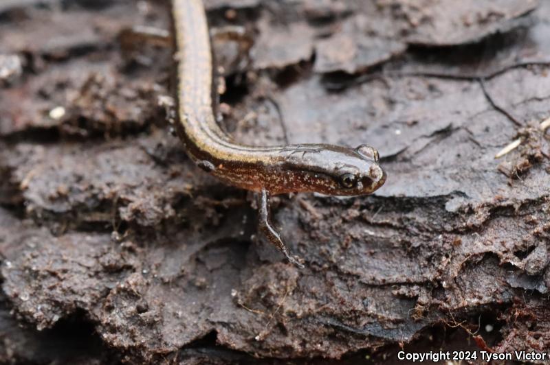 Dwarf Salamander (Eurycea quadridigitata)