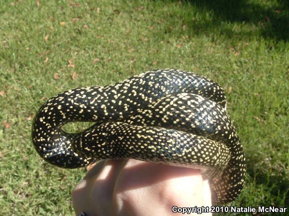 Speckled Kingsnake (Lampropeltis getula holbrooki)