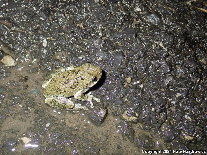 Gray Treefrog (Hyla versicolor)