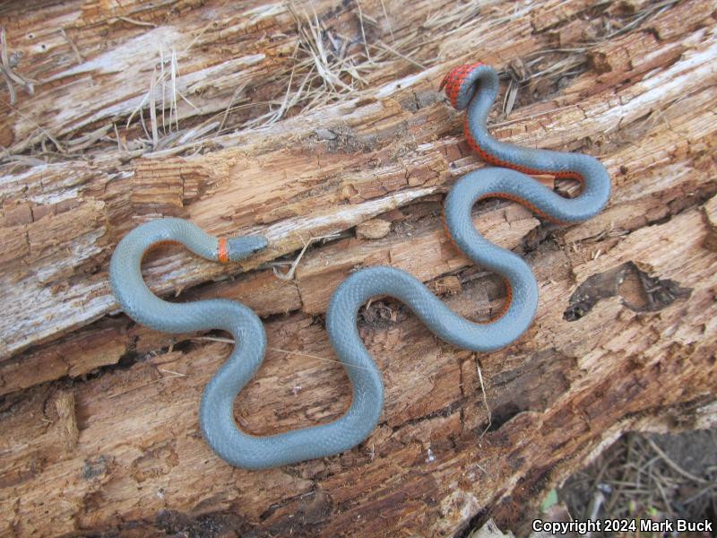 Coral-bellied Ring-necked Snake (Diadophis punctatus pulchellus)