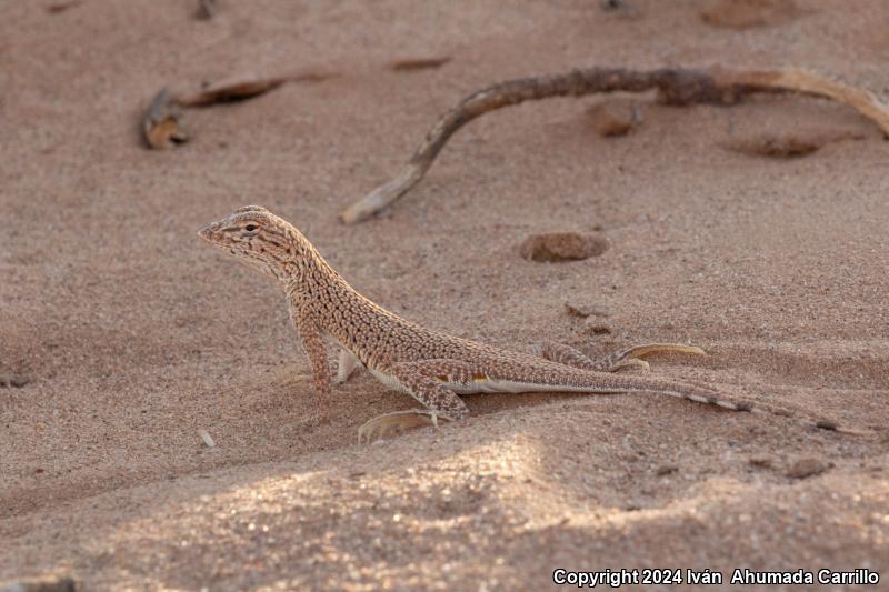 Yuman Fringe-toed Lizard (Uma rufopunctata)