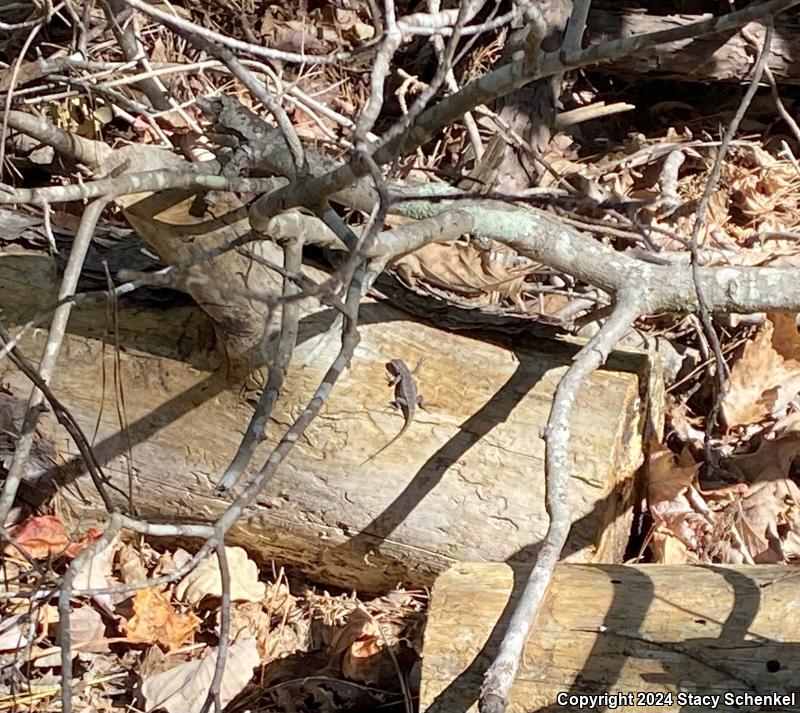 Eastern Fence Lizard (Sceloporus undulatus)