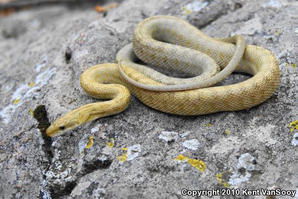 Green Ratsnake (Senticolis triaspis)