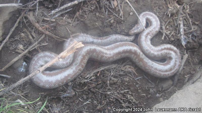 Coastal Rosy Boa (Lichanura trivirgata roseofusca)