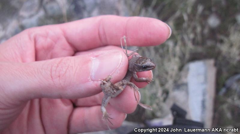 Desert Night Lizard (Xantusia vigilis)