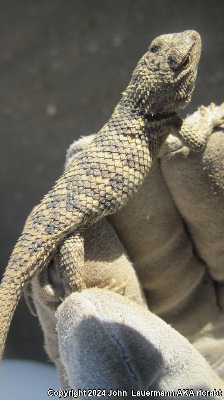 Yellow-backed Spiny Lizard (Sceloporus uniformis)