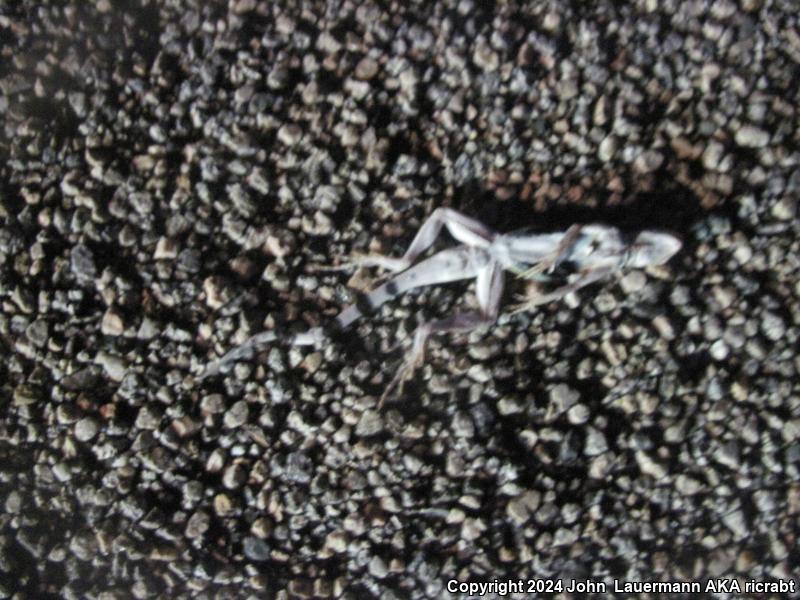 Western Zebra-tailed Lizard (Callisaurus draconoides rhodostictus)