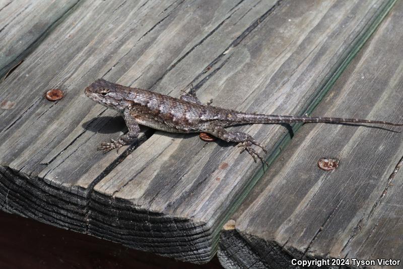 Eastern Fence Lizard (Sceloporus undulatus)