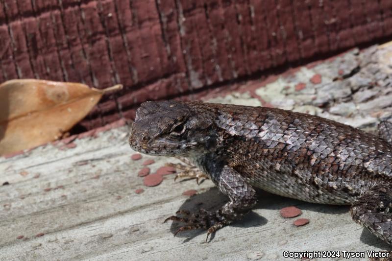 Eastern Fence Lizard (Sceloporus undulatus)