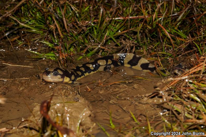 Eastern Tiger Salamander (Ambystoma tigrinum)