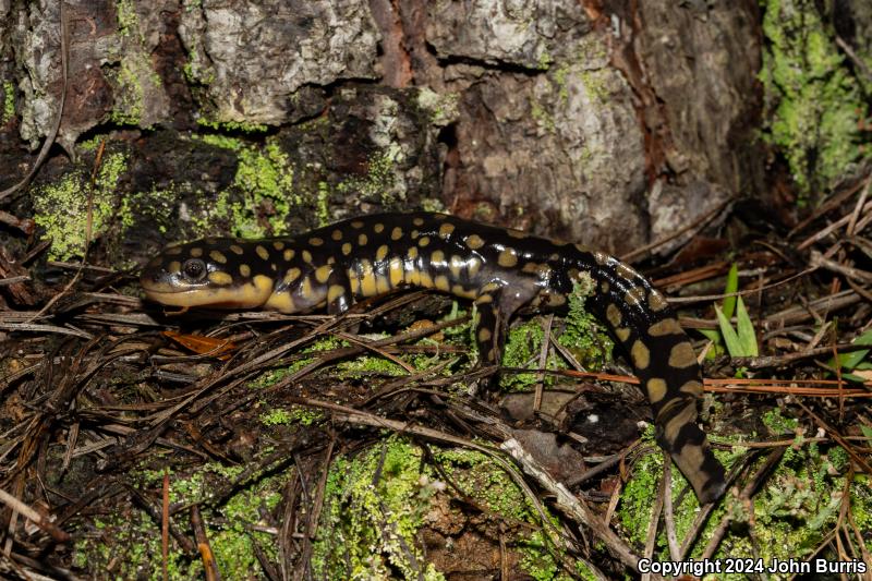 Eastern Tiger Salamander (Ambystoma tigrinum)