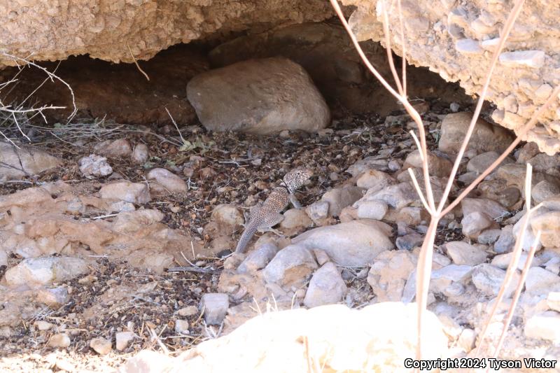 Great Basin Collared Lizard (Crotaphytus bicinctores)