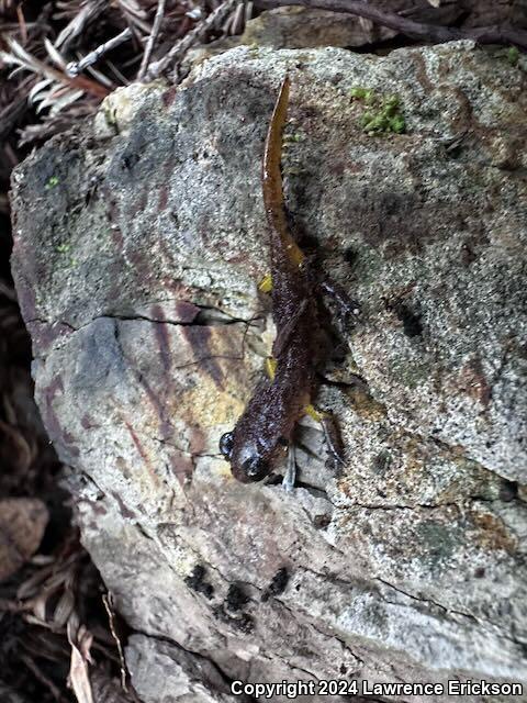 Yellow-eyed Ensatina (Ensatina eschscholtzii xanthoptica)