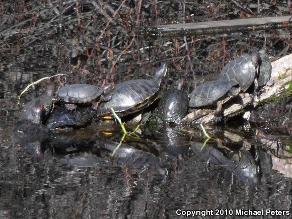 Red-eared Slider (Trachemys scripta elegans)