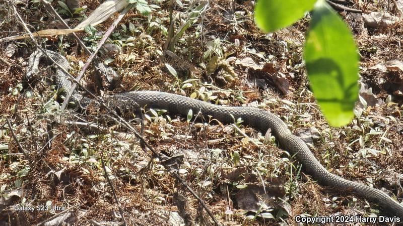 Brown Watersnake (Nerodia taxispilota)