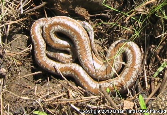 Coastal Rosy Boa (Lichanura trivirgata roseofusca)