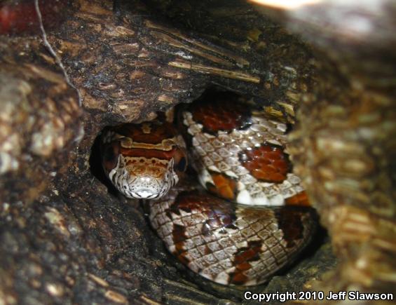 Red Cornsnake (Pantherophis guttatus)