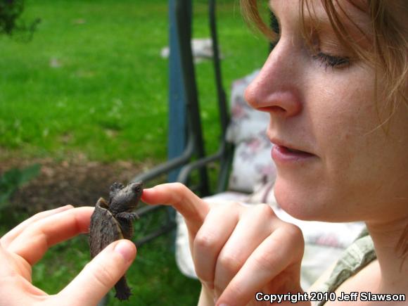 Eastern Snapping Turtle (Chelydra serpentina serpentina)