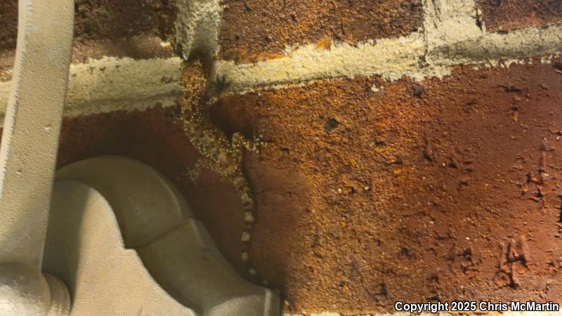 Mediterranean House Gecko (Hemidactylus turcicus)