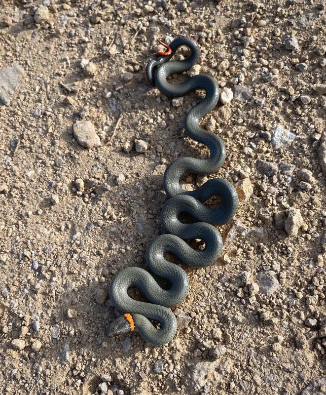 Regal Ring-necked Snake (Diadophis punctatus regalis)